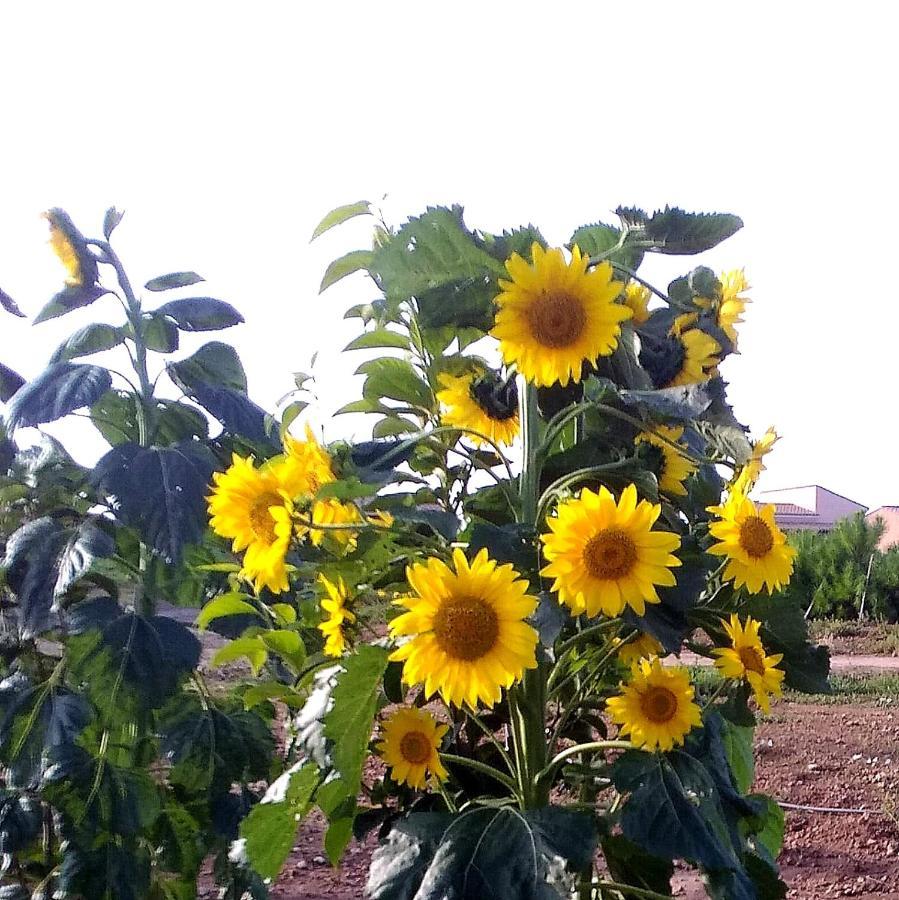 Agriturismo S'Incant'E Sinis San Salvatore  ภายนอก รูปภาพ